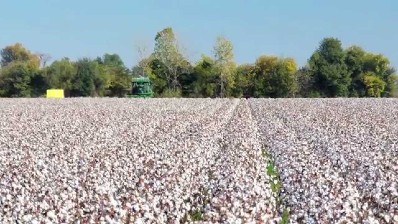 تضاعف صادرات القطن المصري خلال الموسم الحالى