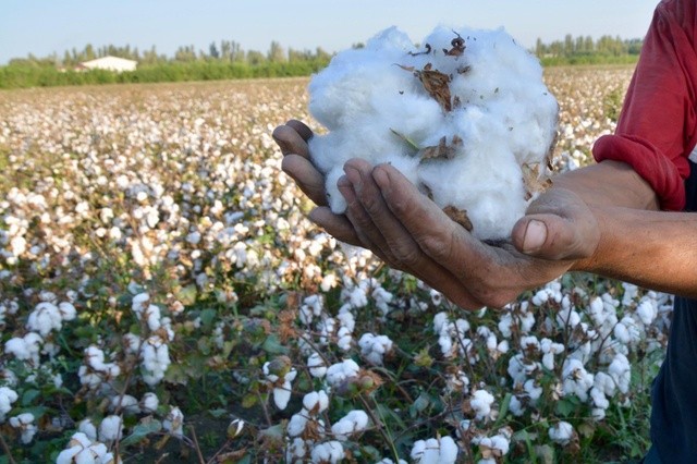رئيس الدلتا للقطن: نحلج 30% من محصول القطن على مستوى الجمهورية