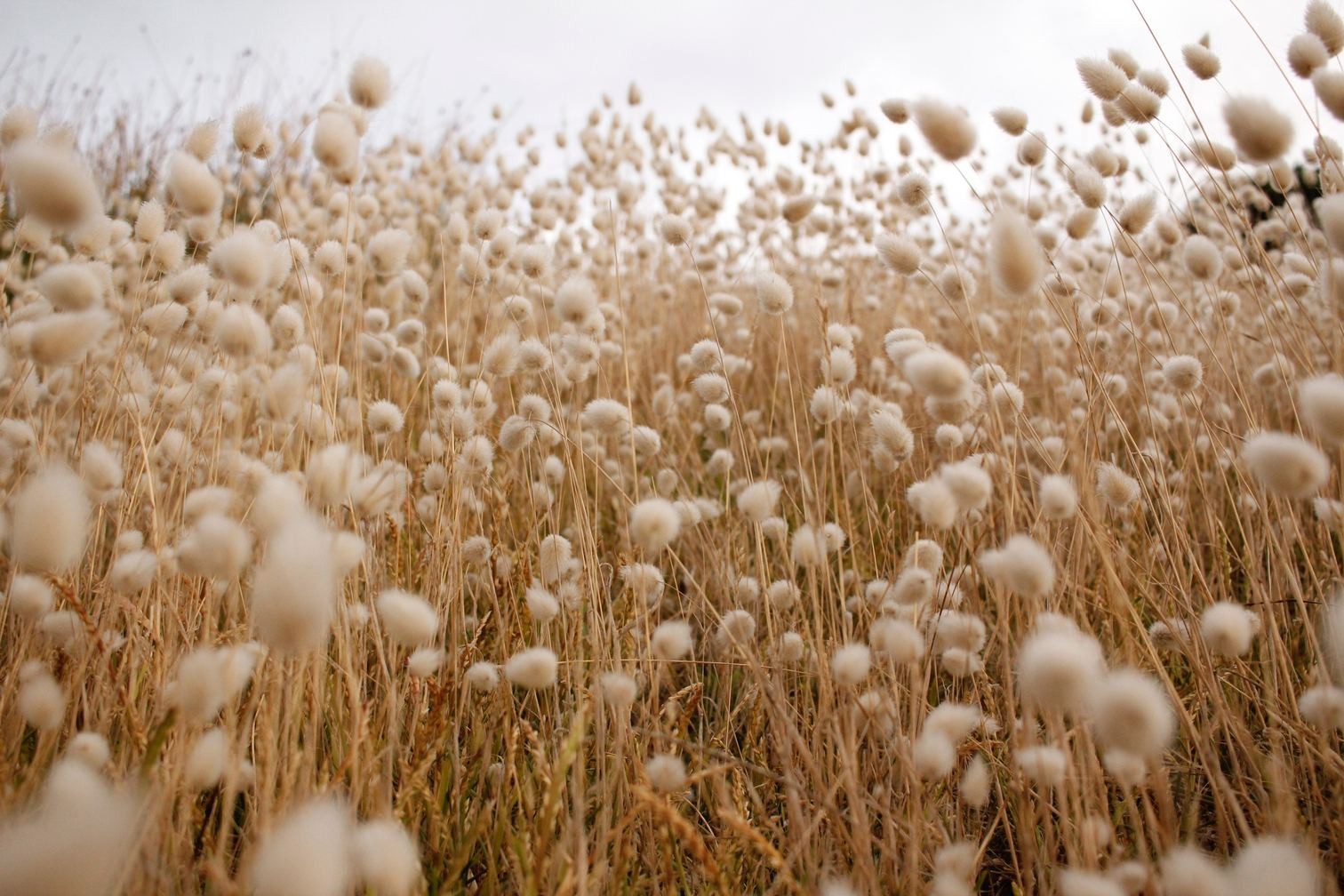 مشروع ألمانى لاستيراد قطن مصرى لإنتاج المفروشات والملابس المنزلية