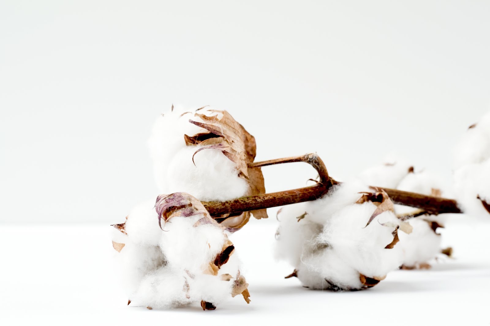Gherzi & &lsquo;Kheti Virasat Mission&rsquo; of Punjab partner to promote sustainable cotton value chain