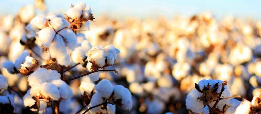  63 فى المئة نموًا بصادرات مصر من القطن والغزل والأقمشة خلال 4 أشهر